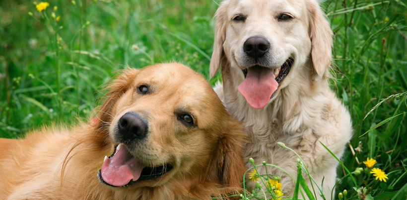 Dog Friendly Holidays at Haven Devon Cliffs