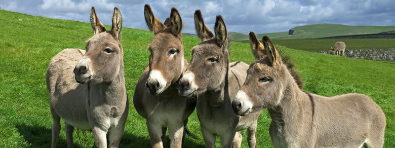 Visit the Donkey Sanctuary website Donkey Sanctuary