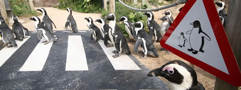Visit the Living Coasts website Living Coasts
