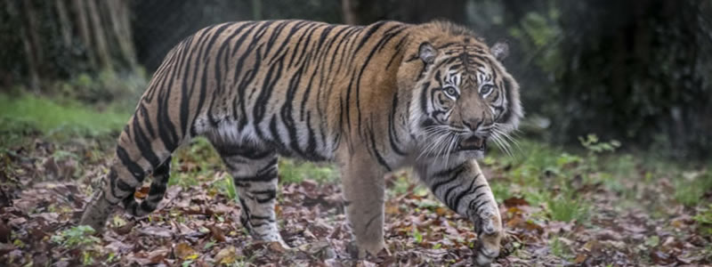 Visit the Paignton Zoo website Paignton Zoo