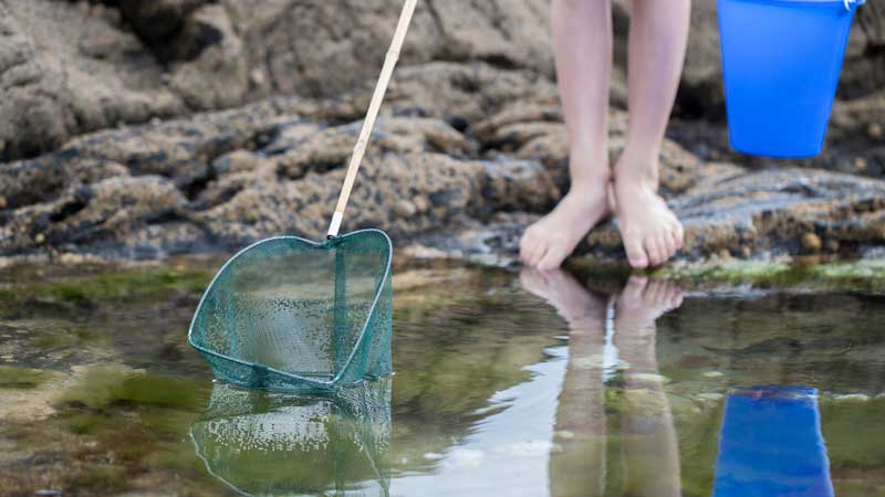 Rock Pooling